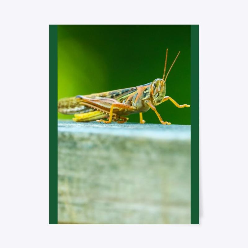 Grasshopper Nature Wave